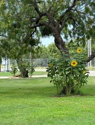 Concho Pearl RV Estates
