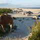 A wild horse grazes near the campground