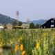 Meadow foreground with wildflowers and the barn in the midground — highlights the ranch scenery and landscape context around the venue.
