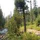 Pine Needle 