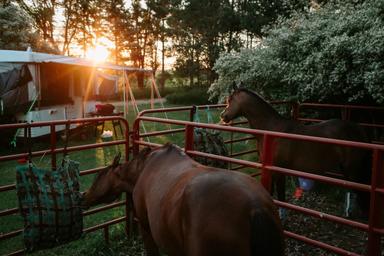 Close evening scene of two horses in metal pens with an RV/camper and trees in the background — shows equine camping setup and campsite atmosphere (used as a large social/hero image on the home page).