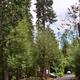 Loop road in Tyee Campground.