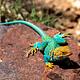 A turquoise collared lizard suns on a rock