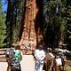 General Sherman Tree