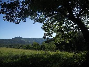 Mountains stand in the background under green branches