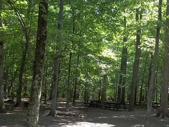 Picnic tables in a shaded campsite in the forest