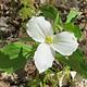 trillium