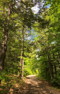 Maine Forest Yurts