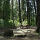 EVERGREEN CAMPGROUND - forested campsite