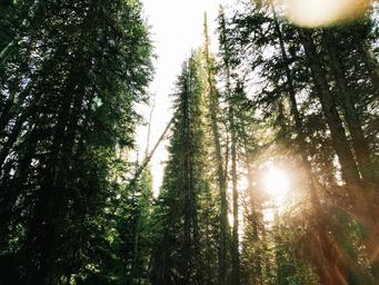 Tall forest trees with sun flare; used as a large header/social image on the campground homepage. While possibly a stock photo, it appears on the official site as the main social/header image and conveys the wooded character of the property.