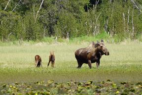Moose Pass Campground