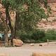 Group Site A & B at the Goose Island Campground including shade shelters, large cottonwood tree, and red rock cliffs behind.