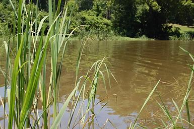 Cottonshed Park (AR)