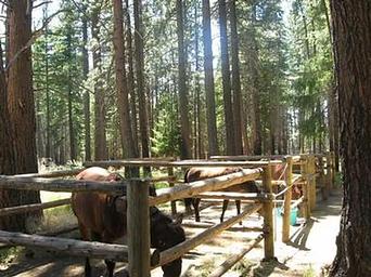 SHEEP SPRINGS HORSE CAMP