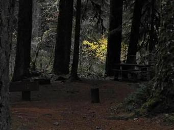 LIMBERLOST CAMPGROUND