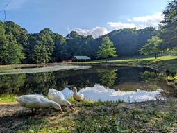 Benner's Meadow Run RV Campground