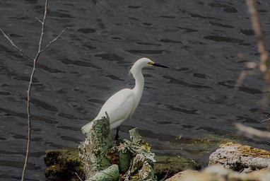 Snowy Egret on shoreline