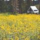 Meadow of yellow flowers and a triangle shaped camper trailer. 