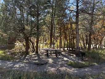 Picnic area in the trees