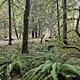 Lush green ferns and foliage at Boulder Flat Campground 