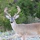 Deer at Canyon Lake