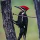 Pileated Woodpecker