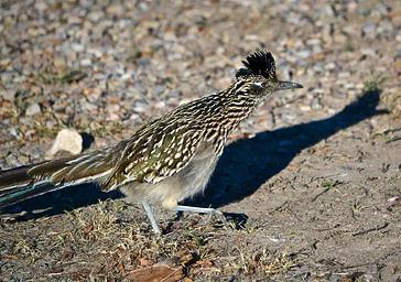 A Roadrunner (Geococcyx variegata)