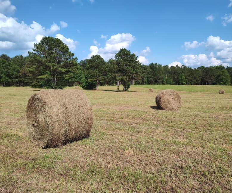 Bama Bison Farm