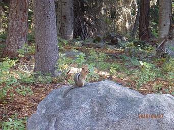 Lodgepole Campground
