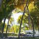 Browns-Town-Campground-Cottonwood-Canopy