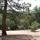 Fishermans Group Campground with trees.