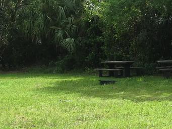 Campsite at Pinecrest Campground