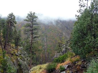 View of a tree covered mountainside with the peak obscured by fog
