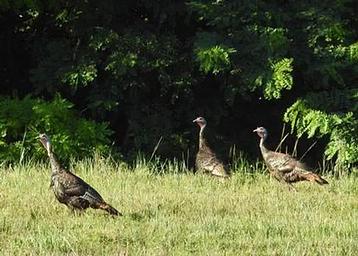 BOB SHETLER PICNIC AREA 1