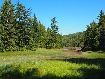 View from Steamer Bay Cabin with tall trees and grasses