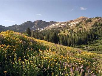 Albion Basin