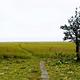 View of Stikine River grassflats showing wood trail and a tree