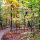 Paved, shaded roadway through a fall forest