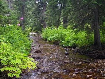 COTTONWOOD GROUP CAMPSITE