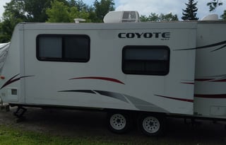 coyote lifestyle