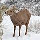 Female Desert Bighorn Sheep in Snow