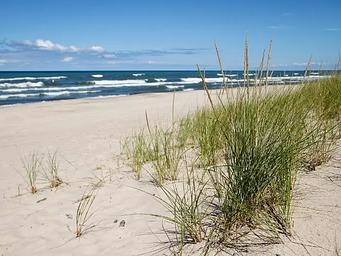 Grasses on a sandy beach near Mt. Baldy
