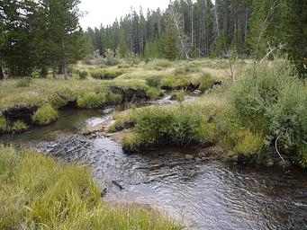 Creek near Doyle Creek Campground