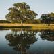 Pond reflection and oak pasture on the Serana property