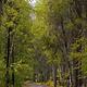 Paved road lined by trees within Apgar Campground 