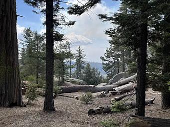 Landscape in Sunset Campground showing a wash with down trees and an open area near trees