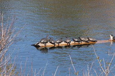 Red-eared Slider turtles sunning on a log in French Lake.