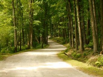 Long, tree-lined entrance lane through the campground — good overall site/landscape view; sourced from the About page description of the entrance lane.
