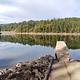 Sugar pine reservoir from the public boat ramp.