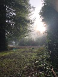 Misty morning among tall trees and open grassy lane — good for conveying the redwood/woodland atmosphere on the campground; image appears on the site’s About Us page.